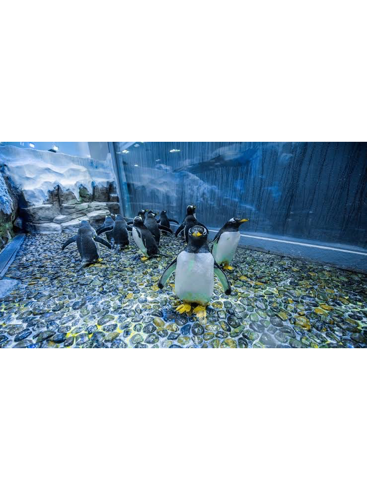 Dubai Aquarium and Penguin Encounter