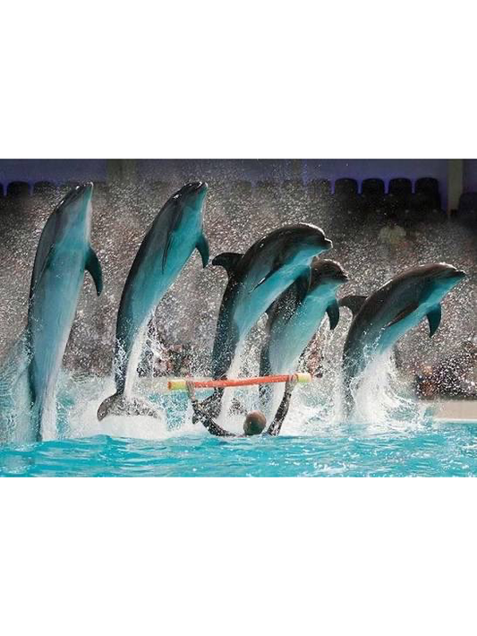 Dubai Dolphinarium From Abu Dhabi