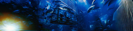 Dubai Aquarium and Underwater Zoo