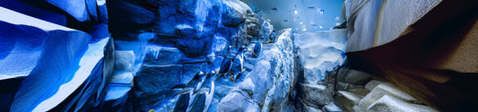 Dubai Aquarium and Penguin Encounter