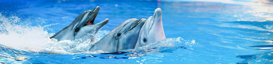 Dubai Dolphinarium
